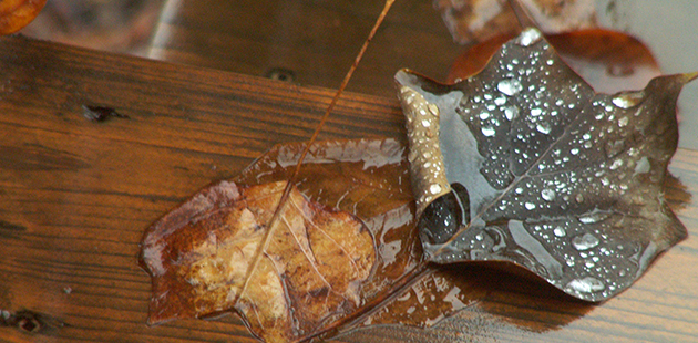 Wet_Fallen_Autumn_Leaves-1
